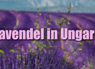Lavendel in Ungarn
