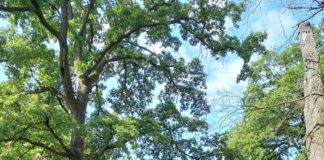 Ausflug zu den Ruinen des Pálos Kolostor in Salföld