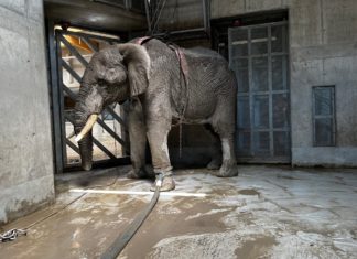 Elefantenrettung im Zoo von Győr