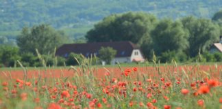 Hier sind die besten Landunterkünfte in Ungarn in diesem Jahr