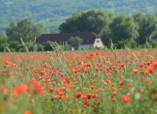 Hier sind die besten Landunterkünfte in Ungarn in diesem Jahr