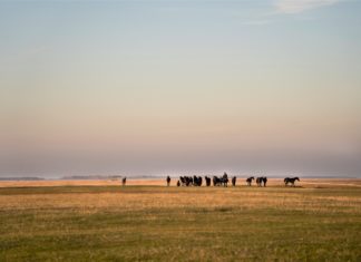 Bilderbuch-Idylle in der Puszta: Die größte zusammenhängende Grasheide Europas