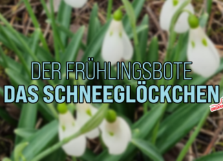 Der Frühlingsbote – Das Schneeglöckchen