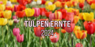 Tulpen Ernten in Ungarn 2024