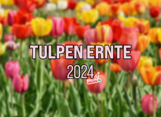 Tulpen Ernten in Ungarn 2024