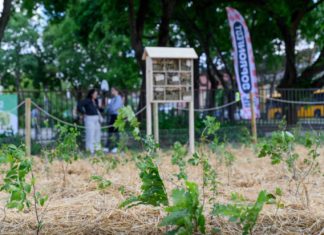 Der erste Festivalwald des Landes – Nachhaltiges Festivalerlebnis beim SopronFest