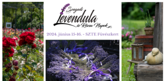 Lavendel- und Rosentage im Botanischen Garten, Szeged