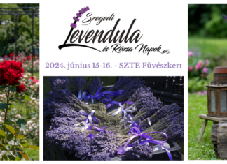 Lavendel- und Rosentage im Botanischen Garten, Szeged