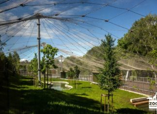 Neues Großkatzenfreigehege im Zoo von Veszprém