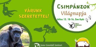 Welt-Schimpansen-Tag im Zoo von Győr