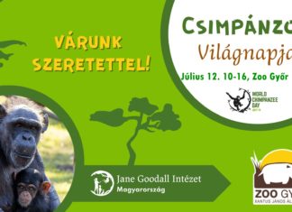 Welt-Schimpansen-Tag im Zoo von Győr
