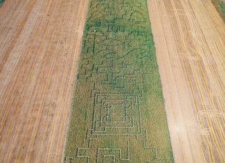 Labyrinth auf dem Maisfeld