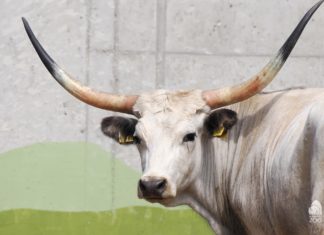 Das Biodom im Budapester Zoo