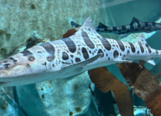 Leopardenhaie sind im Zoo von Nyíregyháza eingetroffen