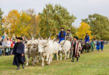 Erntefest und Kranichfestival in Hortobágy (26. Oktober 2024.)