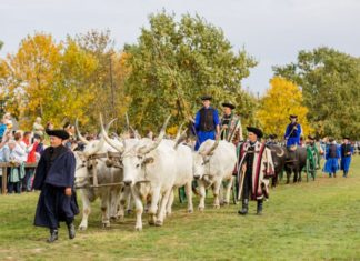 Erntefest und Kranichfestival in Hortobágy (26. Oktober 2024.)