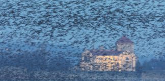 Tatai Vadlúd Sokadalom – Wildgänse-Festival