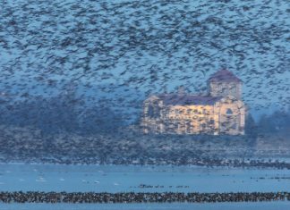 Tatai Vadlúd Sokadalom – Wildgänse-Festival