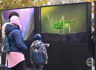 Fotoausstellung über Ungarns Tierwelt im Stadtwäldchen eröffnet