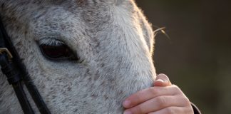Pferdeerlebniszentrum in der Nähe des Balatons