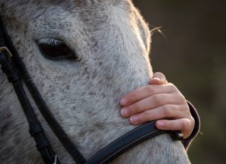 Pferdeerlebniszentrum in der Nähe des Balatons