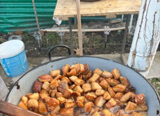 Erfahrungsreport: Schlachtung eines Schweins in Ungarn