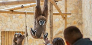 Zoo Debrecen: Erweitertes Veranstaltungsprogramm 2025