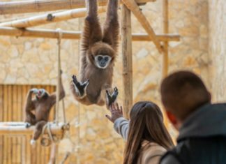 Zoo Debrecen: Erweitertes Veranstaltungsprogramm 2025