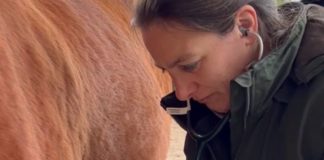Vom Hobby zum Beruf: Ausbildung zum Pferde-Homöopath startet!