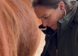 Vom Hobby zum Beruf: Ausbildung zum Pferde-Homöopath startet!