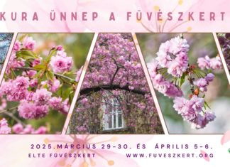 Sakura-Fest feiert die Kirschblüte im ELTE Botanischen Garten