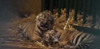 Sibirische Tigerbabys im Budapester Zoo geboren