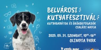 Familienprogramme erwarten Interessierte beim Innenstadt-Hundefestival in Budapest