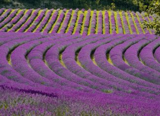 Lavendelfest in Kőröshegy