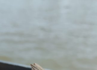 Tiszavirág(Theißblüte) – Das Wunder der Theiß kehrt 2025 zurück