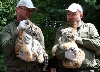 Tigernachwuchs im Budapester Zoo der Öffentlichkeit vorgestellt