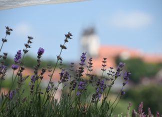 Lavendelwochen in Tihany