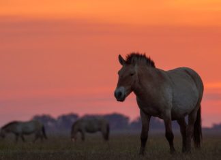 Sommer in Hortobágy
