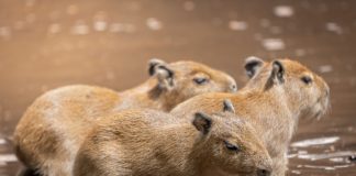 Im Zoo von Debrecen wurden Kapibara-Jungtiere geboren