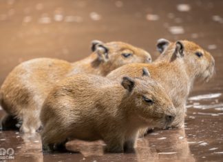 Im Zoo von Debrecen wurden Kapibara-Jungtiere geboren