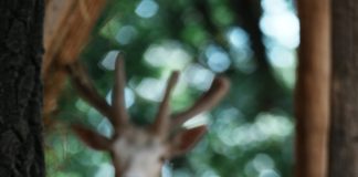 Besonderes Damwild im Wildpark Budakeszi geboren