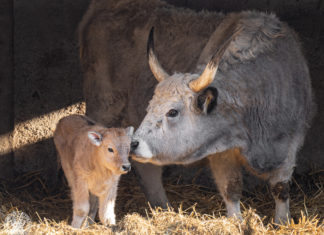 Das Ungarische Graurind – Tradition, Gastronomie und Nationalstolz