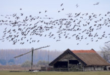 Wann gibt es das Vogelspektakel in Hortobágy?