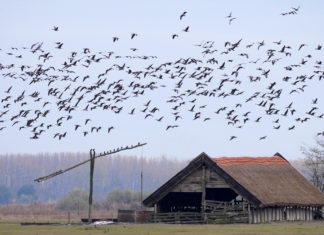 Wann gibt es das Vogelspektakel in Hortobágy?