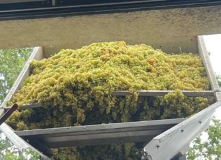 Weinlese-Traditionen in Ungarn – Zwischen Arbeit, Brauchtum und Festlichkeit