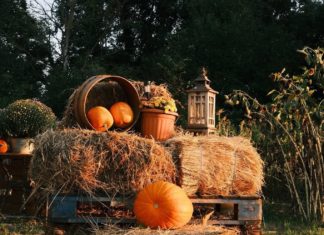 Ungarn macht sich bereit für Halloween – Familienfreundliche Kürbisfeste und Fotofarmen in Ungarn