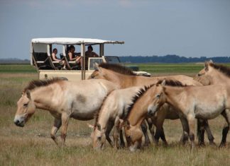 🐴 Safari im Herzen der Puszta – Der Hortobágyi Wildpark wartet wieder auf Besucher!