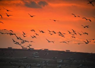 Rekordzahl an Kranichen im Hortobágy-Nationalpark – ein einzigartiges Naturschauspiel für den Herbst