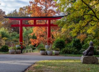 Japanischer Herbstzauber in Szeged: Das Momiji-Fest beginnt!
