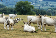 METRO Ungarn rückt die ungarische Graurind-Tradition mit der Initiative „Genussvolles Ungarn“ ins Rampenlicht